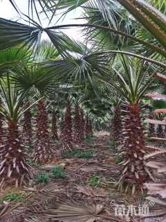 裸干高300厘米华棕