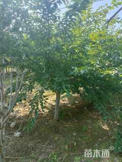 14公分染井吉野樱