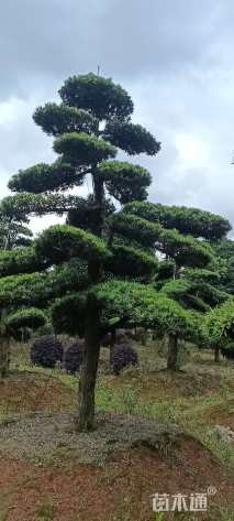移栽苗造型罗汉松