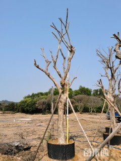 20公分大叶紫薇