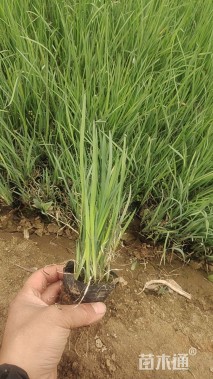 高度26厘米马兰头