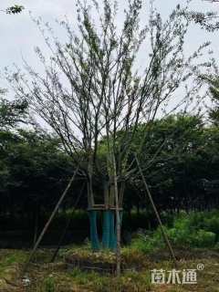 13公分丛生朴树