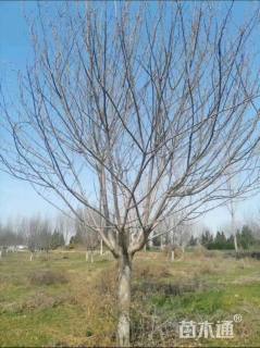 22公分日本晚樱