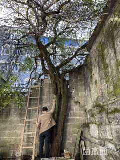 32公分骨里红梅