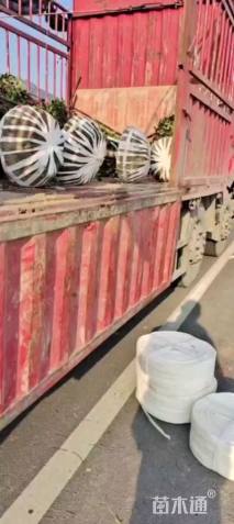 冠幅120厘米茶梅球