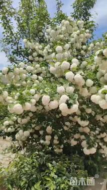 高度400厘米木绣球