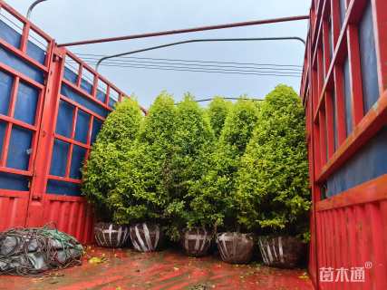 高度120厘米金冠女贞