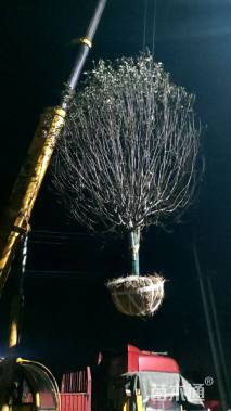 15公分绚丽海棠