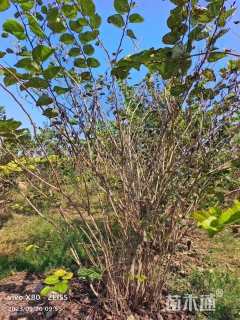 高度400厘米丛生紫荆