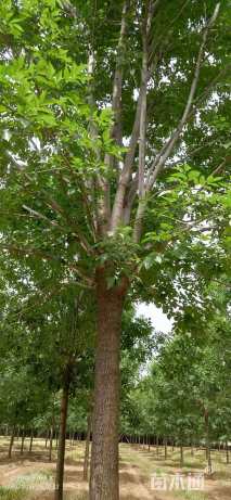 20公分速生白蜡