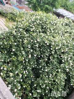 高度300厘米木香