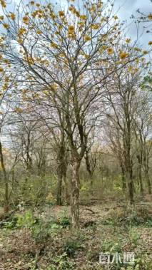 15公分黄花风铃木