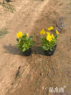 高度20厘米角堇