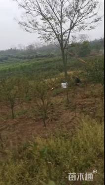 15公分黄山栾树