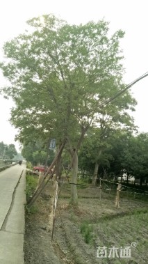 35公分朴树
