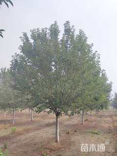 15公分绚丽海棠