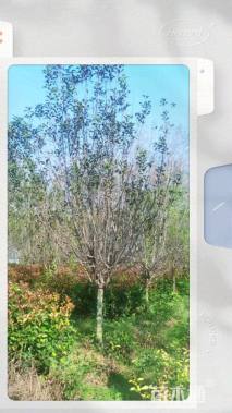 15公分八棱海棠