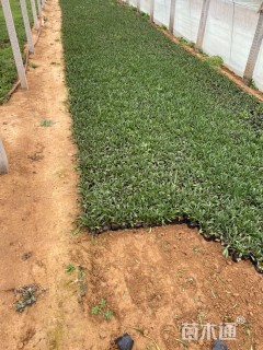 高度15厘米荷兰菊