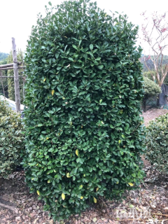 高度300厘米大叶黄杨柱