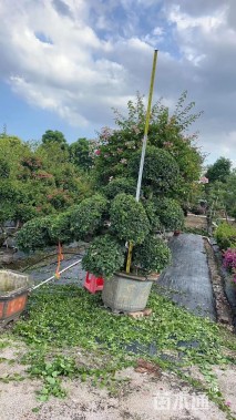 高度280厘米杜鹃