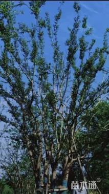 20公分丛生朴树