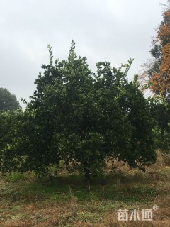 高度3500厘米丛生胡柚