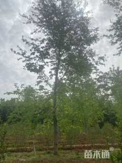 18公分美国红枫