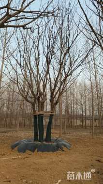 60公分丛生朴树