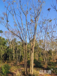 50公分(4杆)丛生栾树