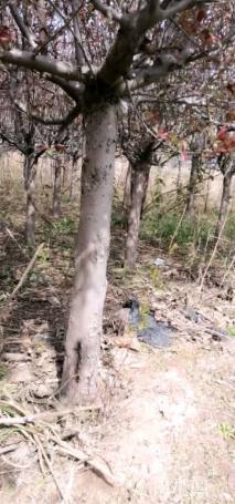 高度120厘米海滨木槿