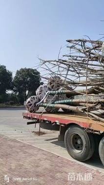 15公分黄山栾树