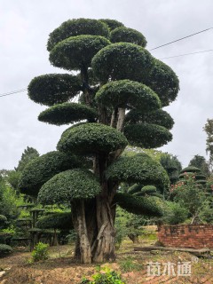 50公分对节白蜡