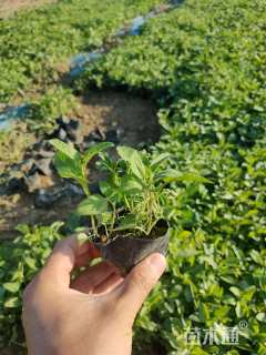 高度15厘米婆婆纳