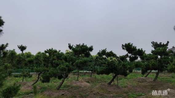 10公分造型黑松