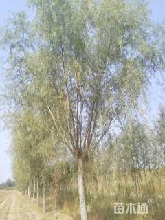 25公分金丝垂柳