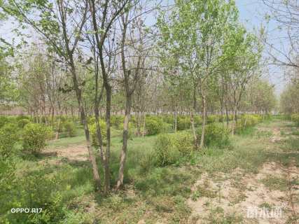 高度800厘米丛生三角枫