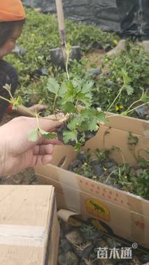 高度10厘米三叶委陵菜