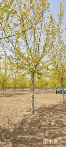 15公分金叶复叶槭