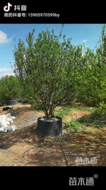 高度300厘米南丰蜜桔