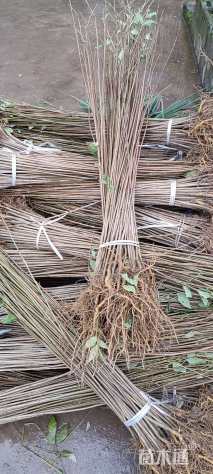 高度80厘米鸡脚连