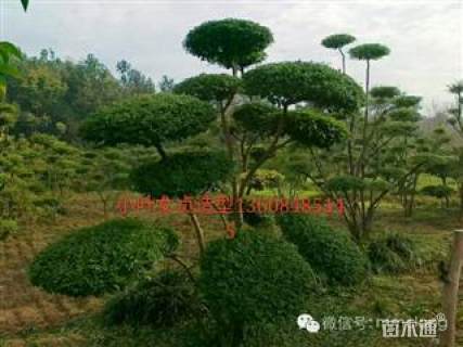 10公分造型小叶女贞