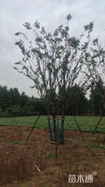 60公分丛生朴树