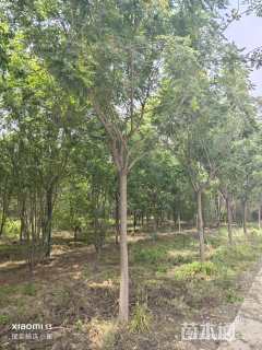 15公分栾树