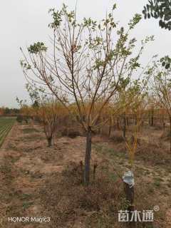 12公分金枝槐