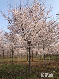 25公分染井吉野樱