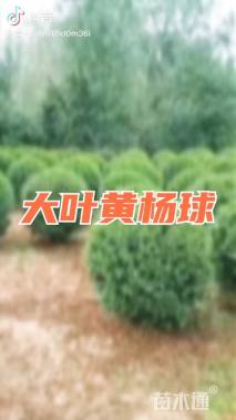 冠幅180厘米大叶黄杨球