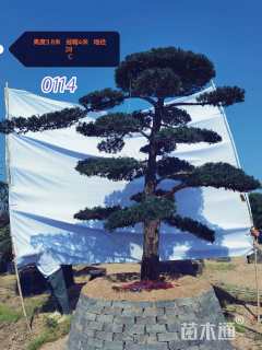 移栽苗造型罗汉松