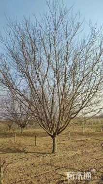 15公分菊花碧桃