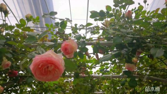 高度250厘米月季