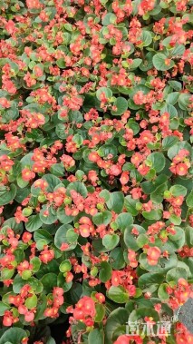 高度20厘米四季海棠